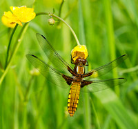 (f)Broad-bodied Chaser (28)