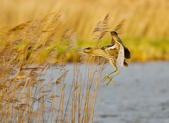 Bittern (1)