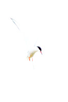 Common Tern (17)