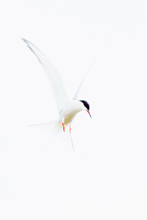 Common Tern (17)