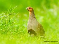 (m)Grey Partridge (4)