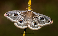 Butterfly&Moth