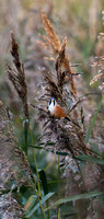 Bearded Tit(Reedling) (9)