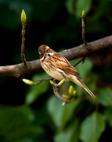 (f)Reed Bunting (2)