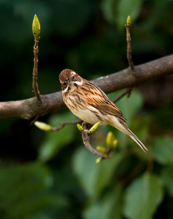 (f)Reed Bunting (2)