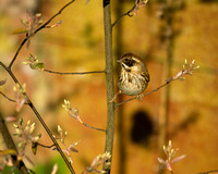 (f)Reed Bunting (3)