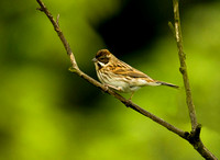 (f)Reed Bunting (5)