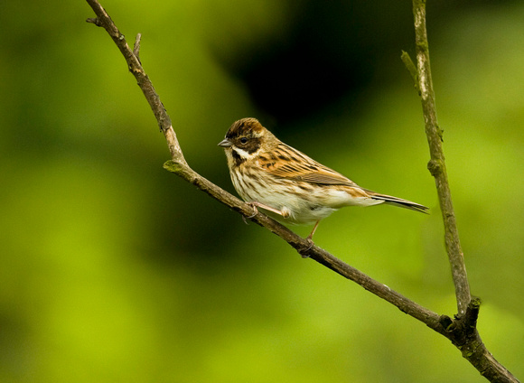 (f)Reed Bunting (5)