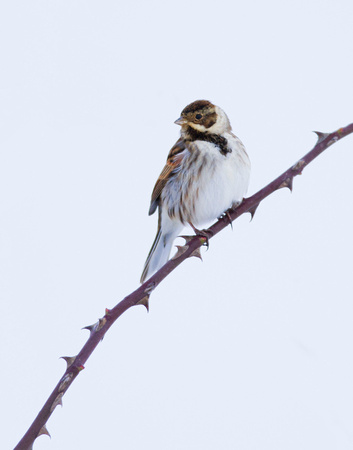 (f)Reed Bunting (1)