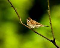 (f)Reed Bunting (4)