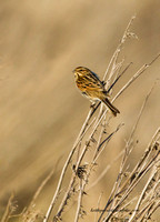 (f)Reed Bunting (6)