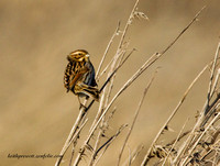 (f)Reed Bunting (7)