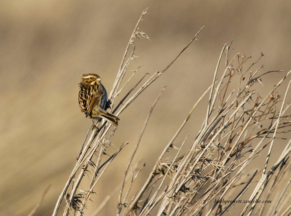 (f)Reed Bunting (8)