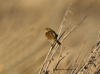 (f)Reed Bunting (9)