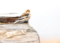 (m) Snow Bunting (1)