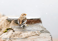 (m) Snow Bunting (2)