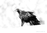 Golden Eagle (2)