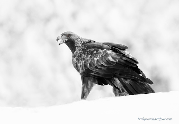 Golden Eagle (2)