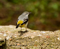 Wagtail