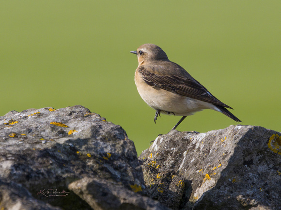 (f)Wheatear (12)