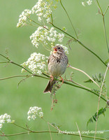 (m)Corn Bunting (2)