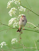 (m)Corn Bunting (3)