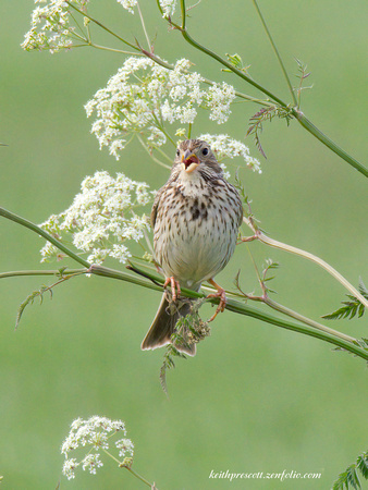 (m)Corn Bunting (1)