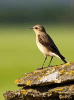 (f)Wheatear (6)