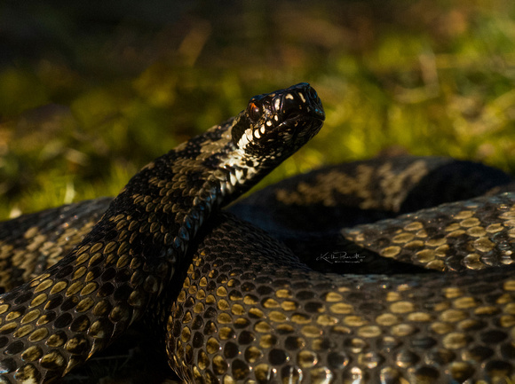 (f)Adder (13)