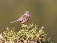 (m)Dartford Warbler (2)