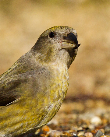 (f)Crossbill (1)