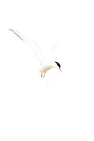 Common Tern (18)