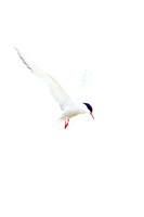 Common Tern (19)