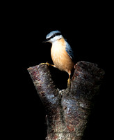 Nuthatch (17)