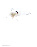 Common Tern (5)