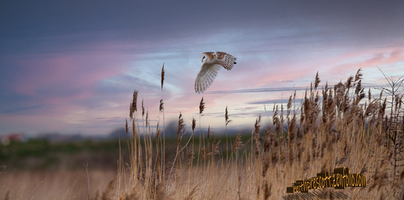 Barn Owl (579)