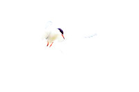 Common Tern (15)