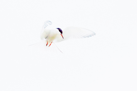 Common Tern (15)