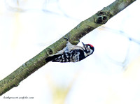 (m)Lesser spotted Woodpecker (1)