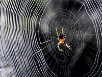 Garden Spider (8)