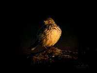 (m) Meadow Pipit (2)