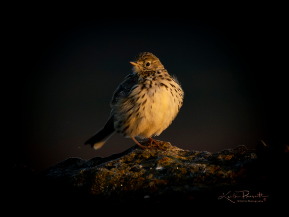 (m) Meadow Pipit (2)