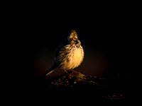 (m) Meadow Pipit (1)