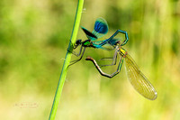 0F6B9008-SAI-motion_1-24x16 copy_1