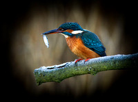 (f)Kingfisher (3)