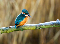 Kingfisher