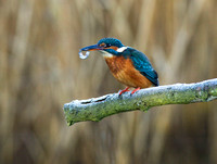 (f)Kingfisher (4)