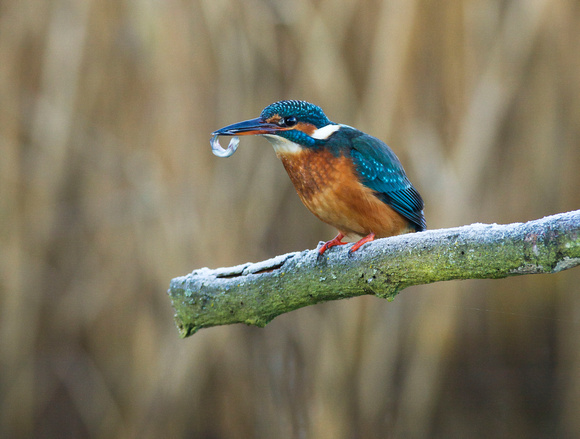 (f)Kingfisher (4)