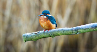 (f)Kingfisher (2)