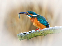 (f)Kingfisher (7)